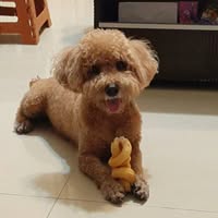 Waisly Chen 